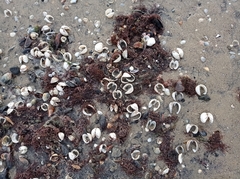 Anadara kagoshimensis