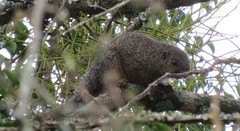 Heliosciurus undulatus