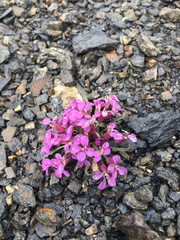 Erysimum pallasii