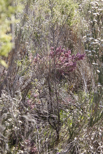 Image of Erica mauritanica by (c) Tony Rebelo, some rights reserved (CC BY-SA)