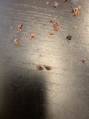 Crataegus calpodendron