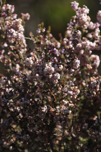 Image of Erica mauritanica by (c) Tony Rebelo, some rights reserved (CC BY-SA)
