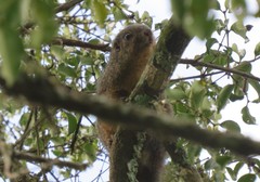Heliosciurus undulatus