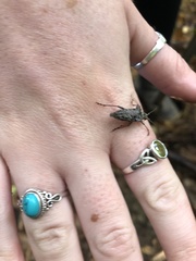 Anthophylax attenuatus