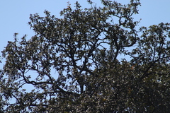 Melanerpes formicivorus
