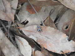 Hemithyrsocera vittata