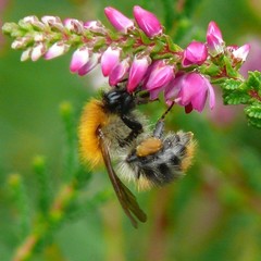 Bombus pascuorum