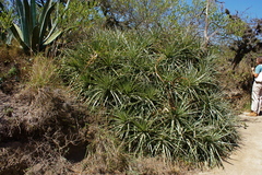 Puya aequatorialis