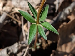 Coreopsis major