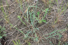 Dianthus polymorphus
