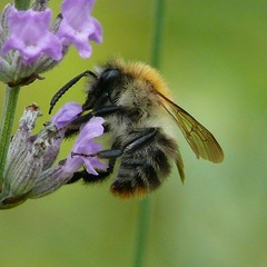 Bombus pascuorum