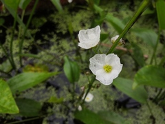 Echinodorus palifolius