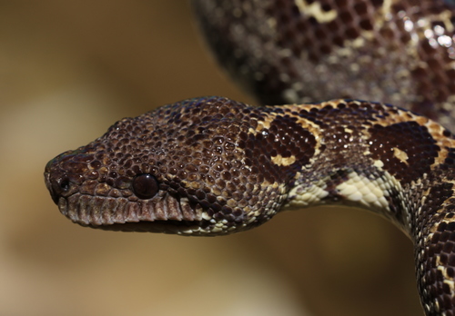 Photo of a Nosy Komba boa (Sanzinia volontany)