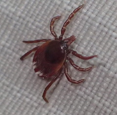 Ixodes pilosus