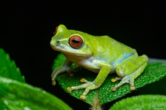 Beddome's Bush Frog photo 4