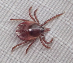 Ixodes pilosus
