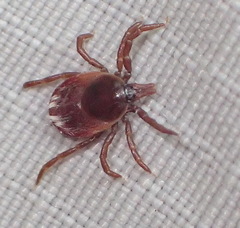 Ixodes pilosus