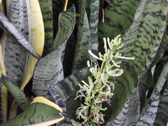 Sansevieria trifasciata