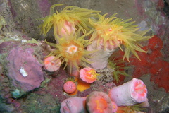 Cladopsammia gracilis