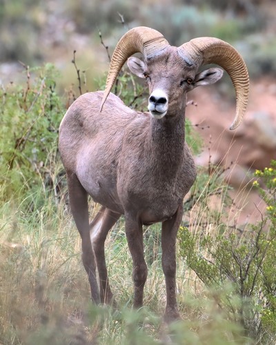 Desert Bighorn Sheep photographed in New Mexico