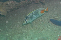 Chaetodon xanthurus