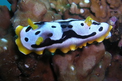 Chromodoris michaeli