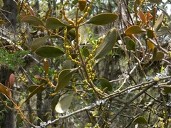 Phoradendron nervosum