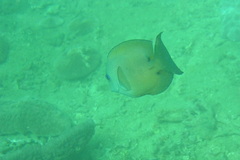 Ctenochaetus binotatus