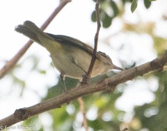 Vireo altiloquus