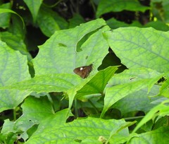 Notocrypta paralysos varians