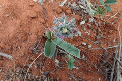Ledebouria apertiflora