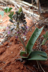 Ledebouria apertiflora