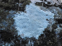 Phlyctis petraea