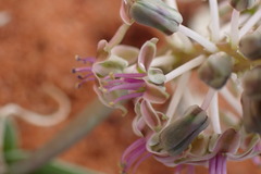 Ledebouria apertiflora