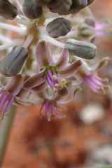 Ledebouria apertiflora