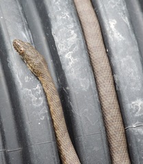 Thamnophis unilabialis