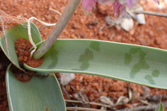 Ledebouria apertiflora