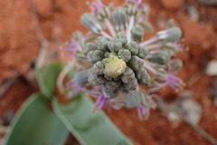 Ledebouria apertiflora
