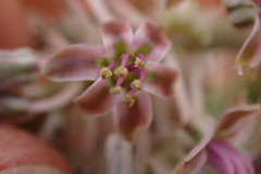 Ledebouria apertiflora
