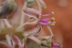 Ledebouria apertiflora
