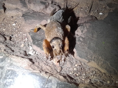 Neocurtilla