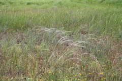 Stipa borysthenica