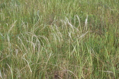 Stipa borysthenica