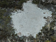Phlyctis petraea