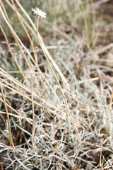 Erigeron linearis