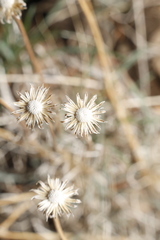 Erigeron linearis