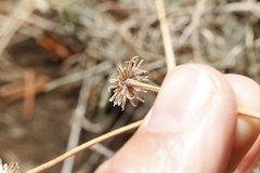 Erigeron linearis