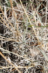 Erigeron linearis