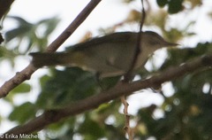 Vireo altiloquus