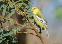 Aegithina nigrolutea